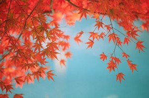 Herbstblätter vor hellblauem Himmel zur Inspiration